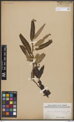 Foto von Salix bonplandiana Kunth